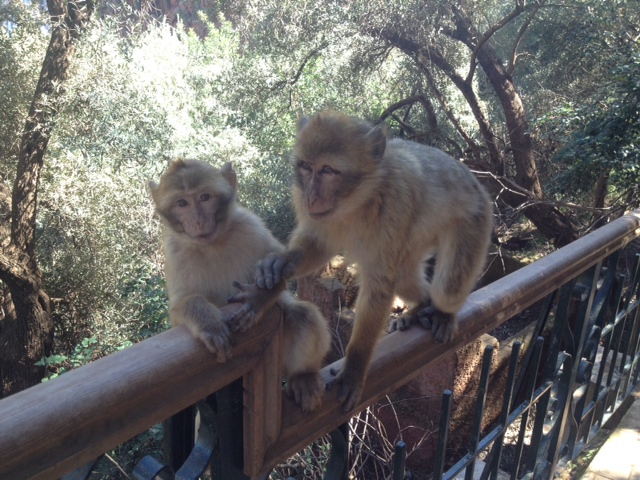 ouzoud singes.JPG